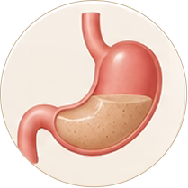 Stomach: Gel Formation
