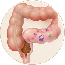 Large Intestine: Feeds Good Bacteria