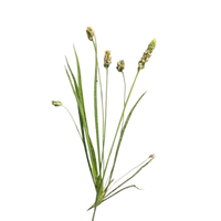 Plantago ovata