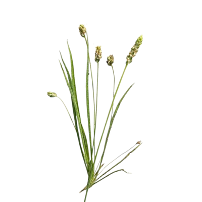 Plantago ovata