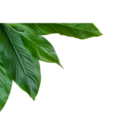 Plant-Based Fiber